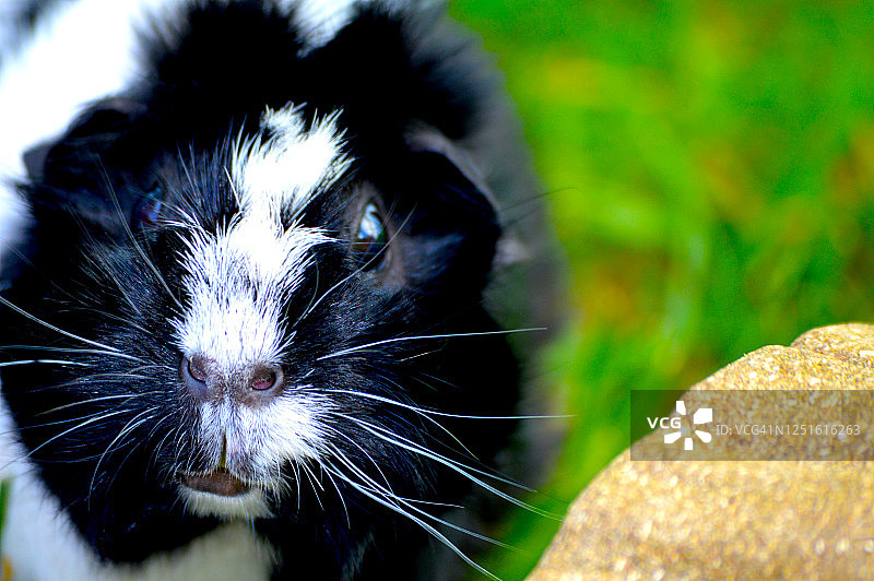 阿比西尼亚豚鼠图片素材