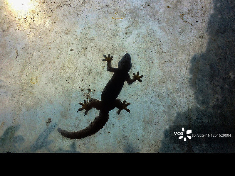 吸附在窗户上的蜥蜴轮廓图片素材