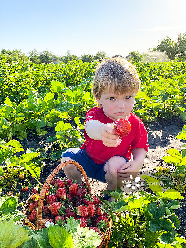 白皙的小孩在夏日小屋/花园里采摘成熟的红色草莓图片素材