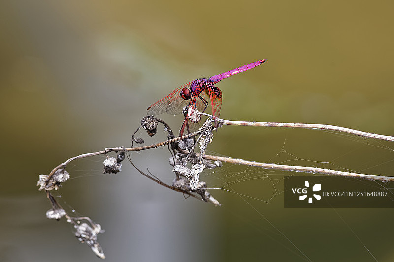 红蜻蜓，又称红脉蜻图片素材