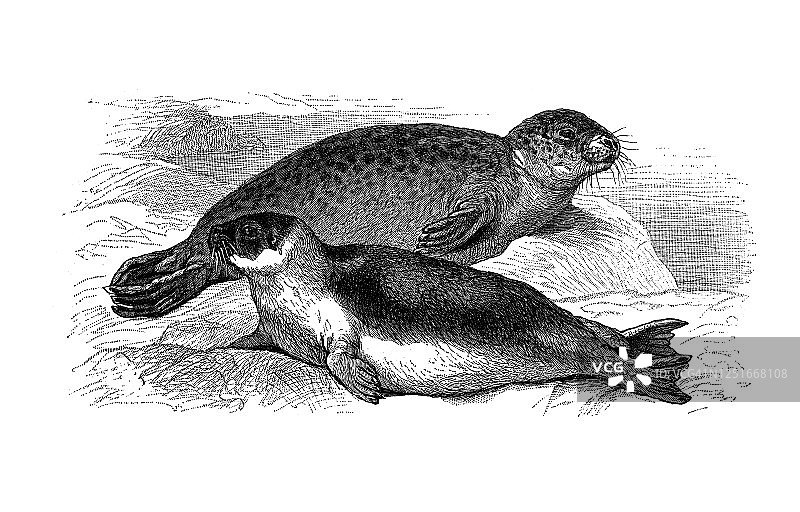 古代雕刻插图：港海豹和竖琴海豹图片素材