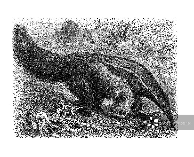 大食蚁兽古老雕刻插图图片素材