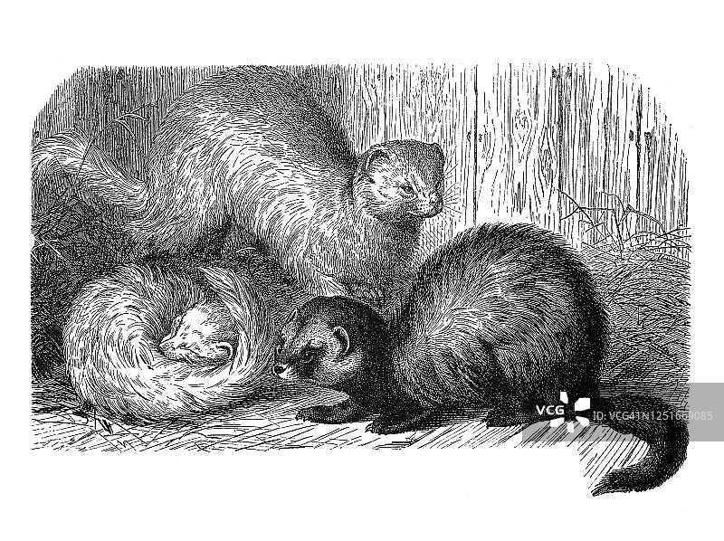 古老的雕刻插图：雪貂和欧洲艾鼬——食肉动物图片素材
