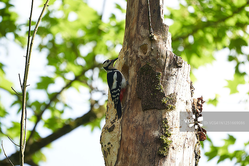 瑞士大斑啄木鸟Dendrocopos major图片素材