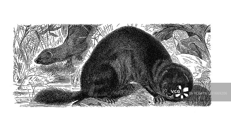 黄鼠狼的古老雕刻插图 - 食肉动物图片素材