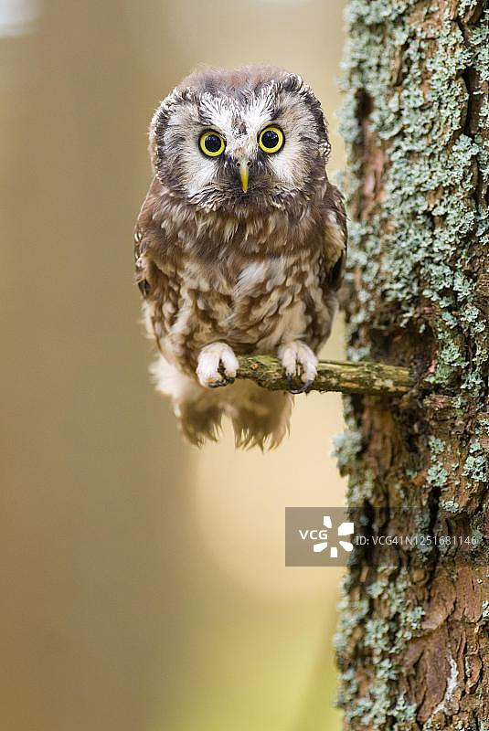 捷克共和国波西米亚森林，圈养的猫头鹰，栖息在松枝上图片素材