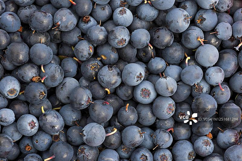 蓝莓，蓝莓（欧洲越桔），冰岛南部图片素材