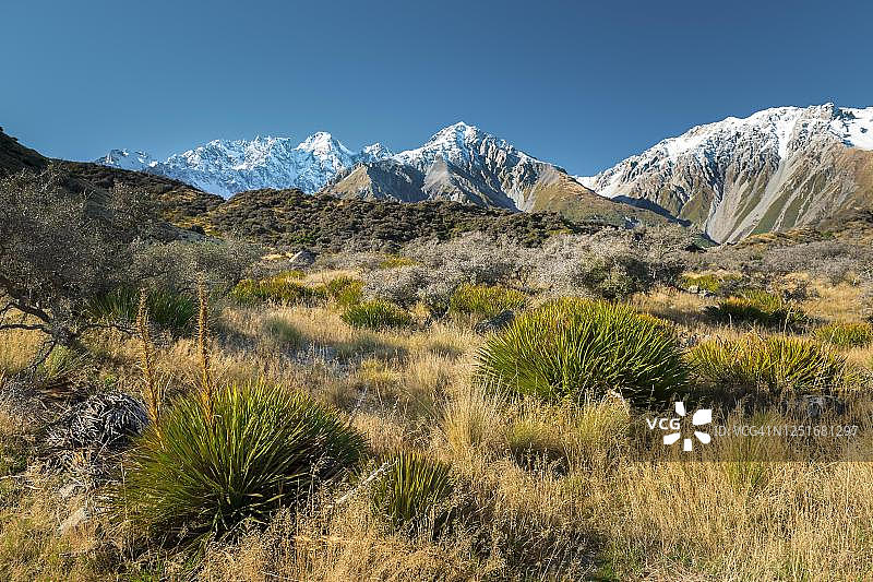 新西兰亚麻与库克山国家公园山脉背景图片素材