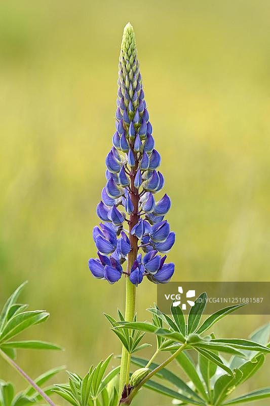 德国下萨克森的蓝紫色大叶羽扇豆图片素材