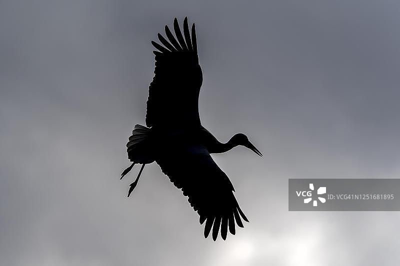 飞行中的白鹳（德国）图片素材