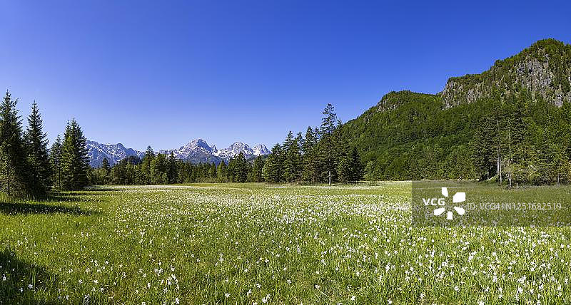 奥地利阿尔姆湖畔的白色水仙花草甸图片素材