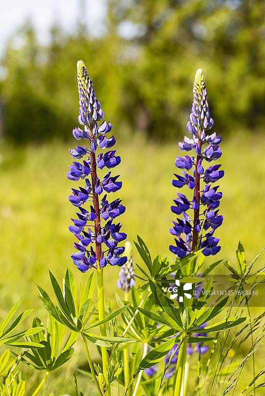 奥地利上奥地利州鲁冰花图片素材