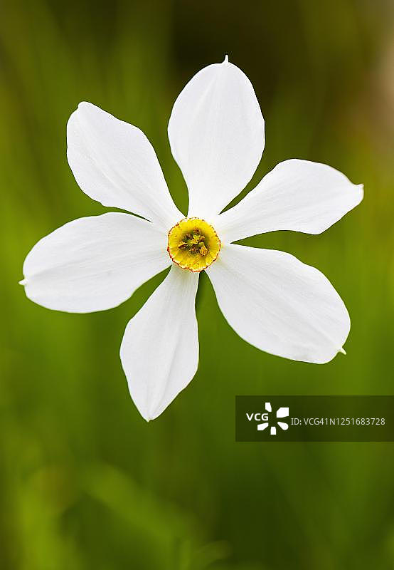 水仙花，奥地利上奥地利州阿尔姆塔尔格吕瑙图片素材