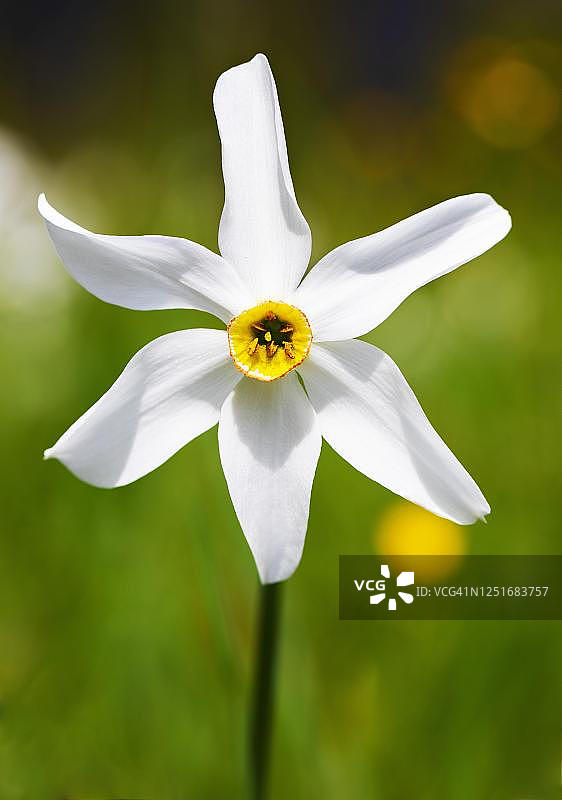 水仙花，奥地利上奥地利州阿尔姆塔尔格吕瑙图片素材