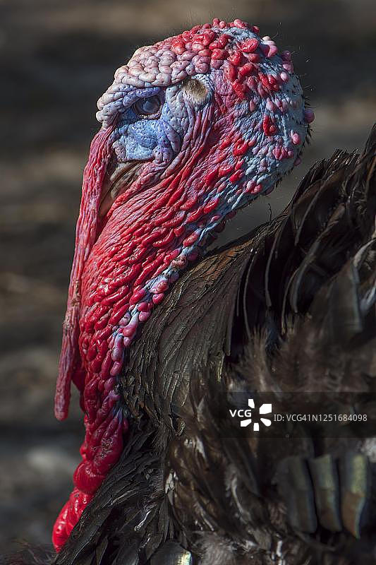 火鸡(Meleagris gallopavo),肖像,巴伐利亚,德国图片素材
