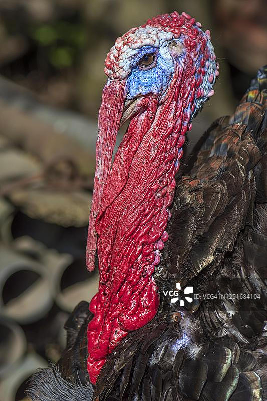 火鸡(Meleagris gallopavo),肖像,巴伐利亚,德国图片素材