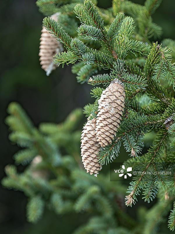 奥地利蒂罗尔云杉的球果图片素材
