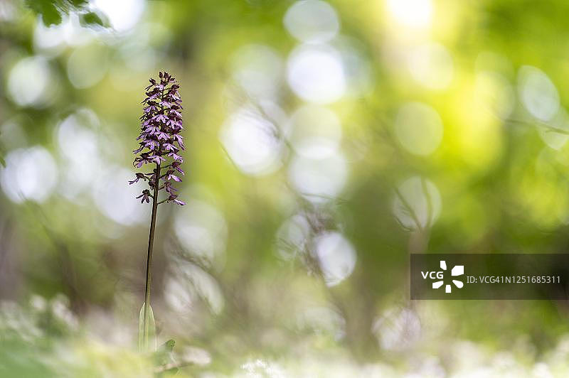 德国黑森的北方沼泽兰图片素材