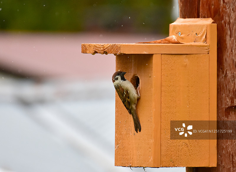黄色鸟巢箱上的麻雀，背景虚化图片素材
