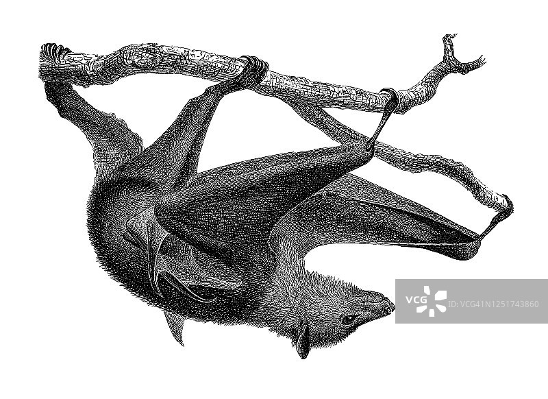 古老的黑耳狐蝠雕刻插图图片素材