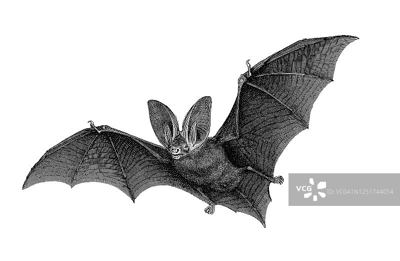 西方 Barbastelle 蝙蝠古董雕刻插图 - 翼手目动物图片素材