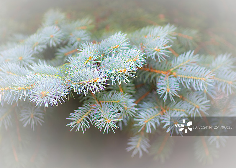 蓝云杉树的针叶图片素材