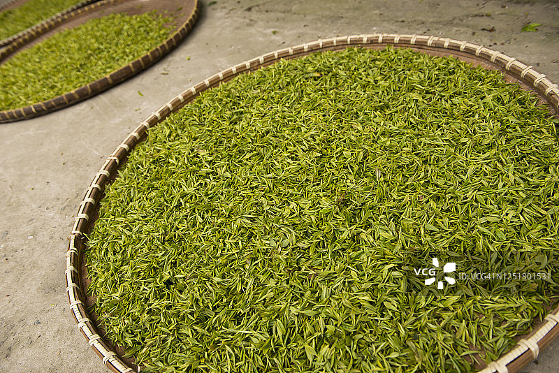 两只簸箕中晾晒的龙井茶叶图片素材