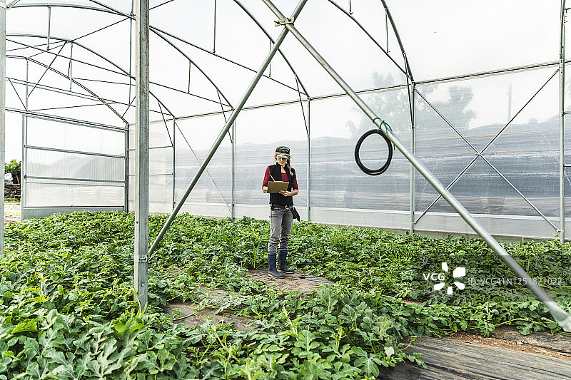 农场女工检查温室中有机甜瓜苗的生长情况图片素材