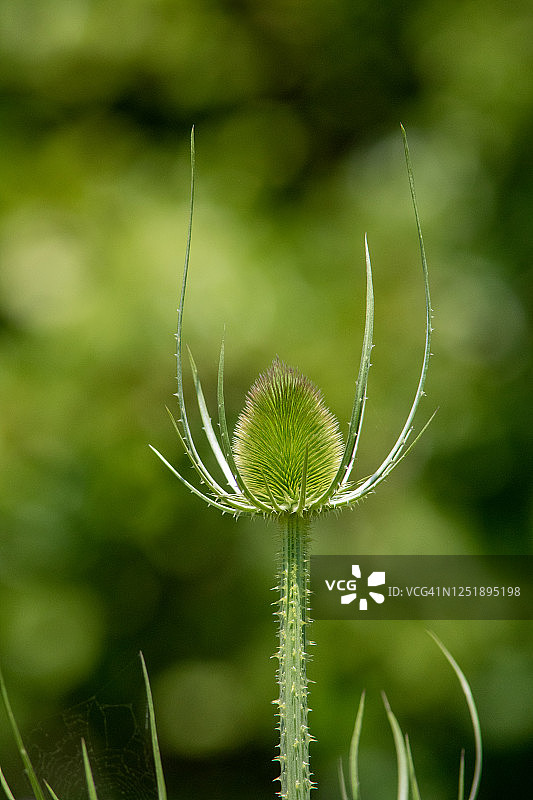 发芽的 teasel图片素材