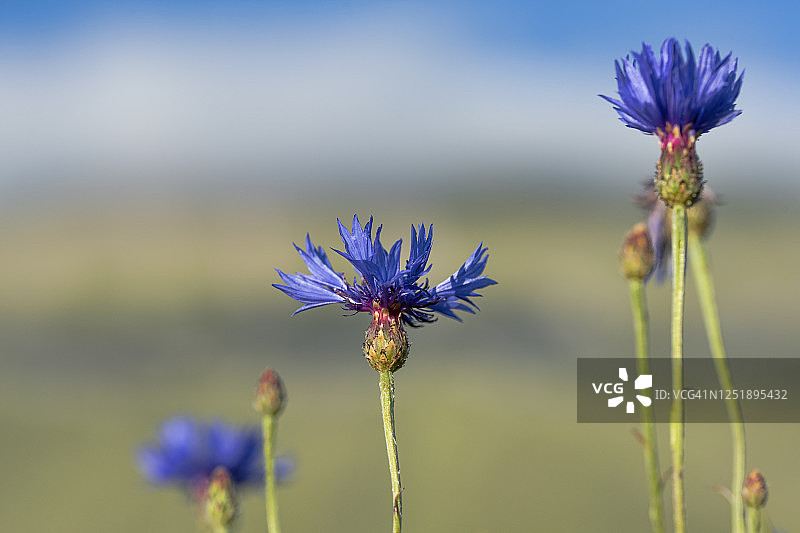 矢车菊花焦点选择图片素材