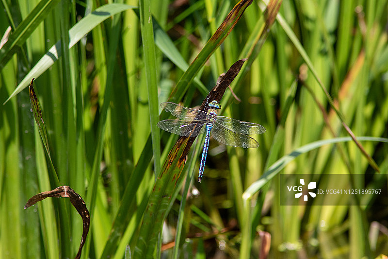 帝王蜻蜓栖息在芦苇上图片素材