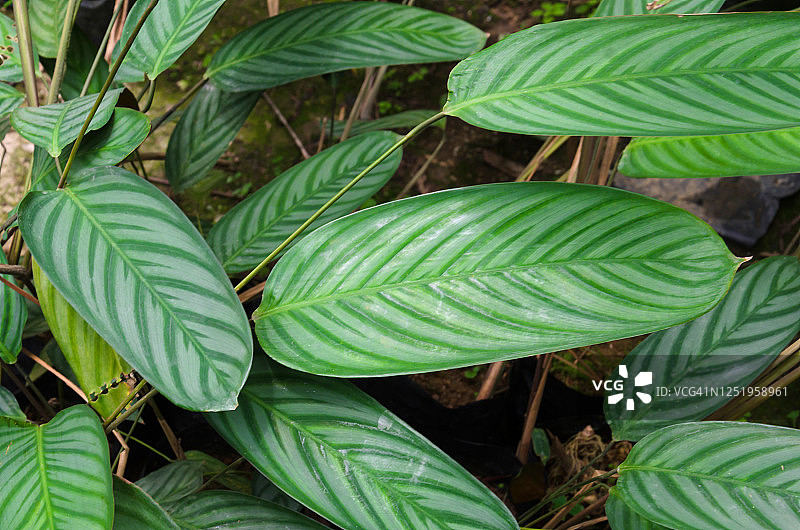 赛托萨栉花兰，俗称：音乐纸图片素材