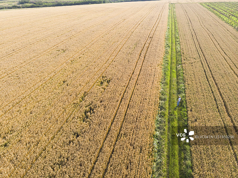 成年农民站在夏季日落时分丰收的金黄色麦田旁。航拍图片素材