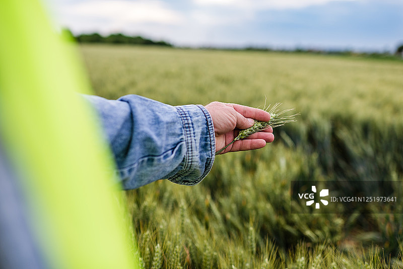 年长的农民在田野里拿着小麦图片素材