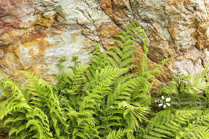 绿色蕨类植物自然图案图片素材