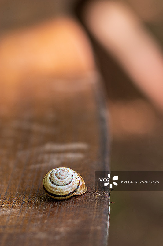 白唇蜗牛图片素材