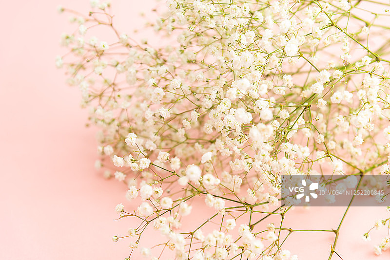 暗淡的干花图片素材