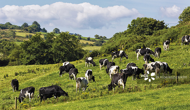 爱尔兰科克郡西部的牛群图片素材