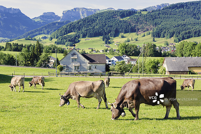 瑞士阿彭策尔的田野里的奶牛图片素材