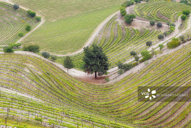 葡萄牙杜罗河沿岸的葡萄园图片素材