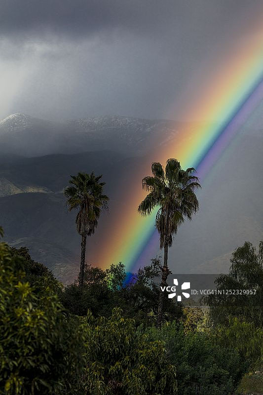 两棵加州棕榈树间的彩虹图片素材