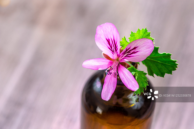 天竺葵图片素材