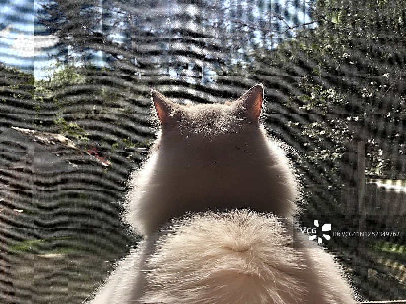 从猫的背后看窗外图片素材