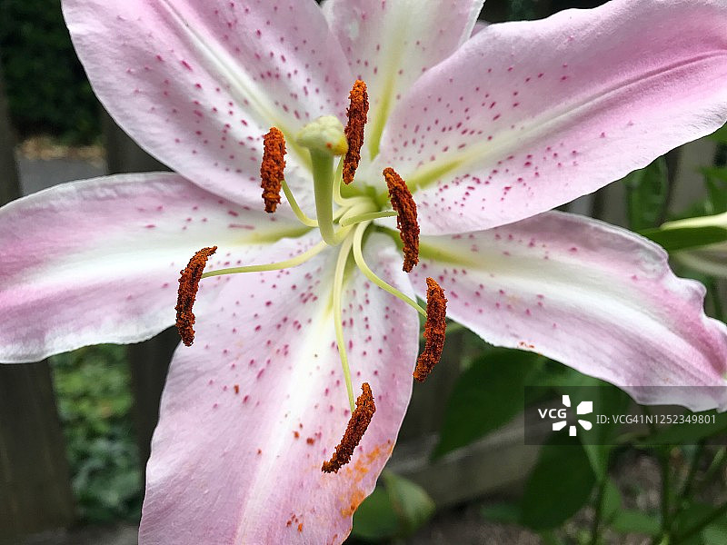 斑点百合特写图片素材