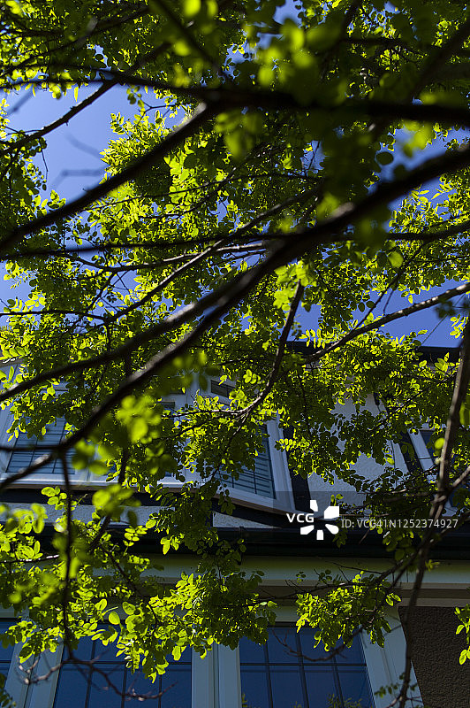 郊区的花园树木图片素材