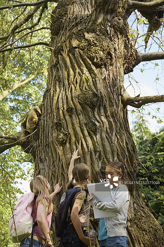 在实地考察中，好奇的女孩们抬头看着树林中的树图片素材