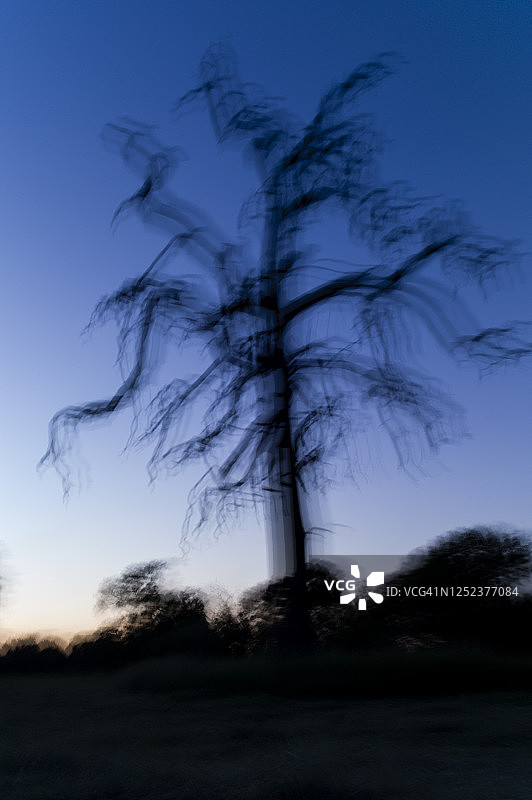 日落时分的枯树图片素材