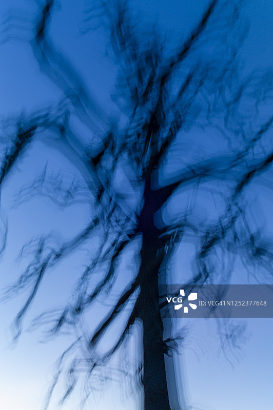 日落时分的枯树图片素材