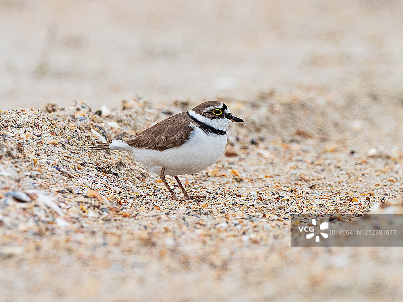 沙滩上的小环颈鸻图片素材