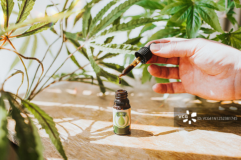手持CBD油滴管，周围环绕着大麻植物图片素材